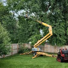 Professional Tree Services in Wallace, ID
