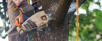 Best Lawn Irrigation Installation and Maintenance  in Wallace, ID