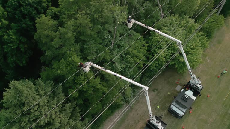 Best Storm Damage Tree Cleanup  in Wallace, ID